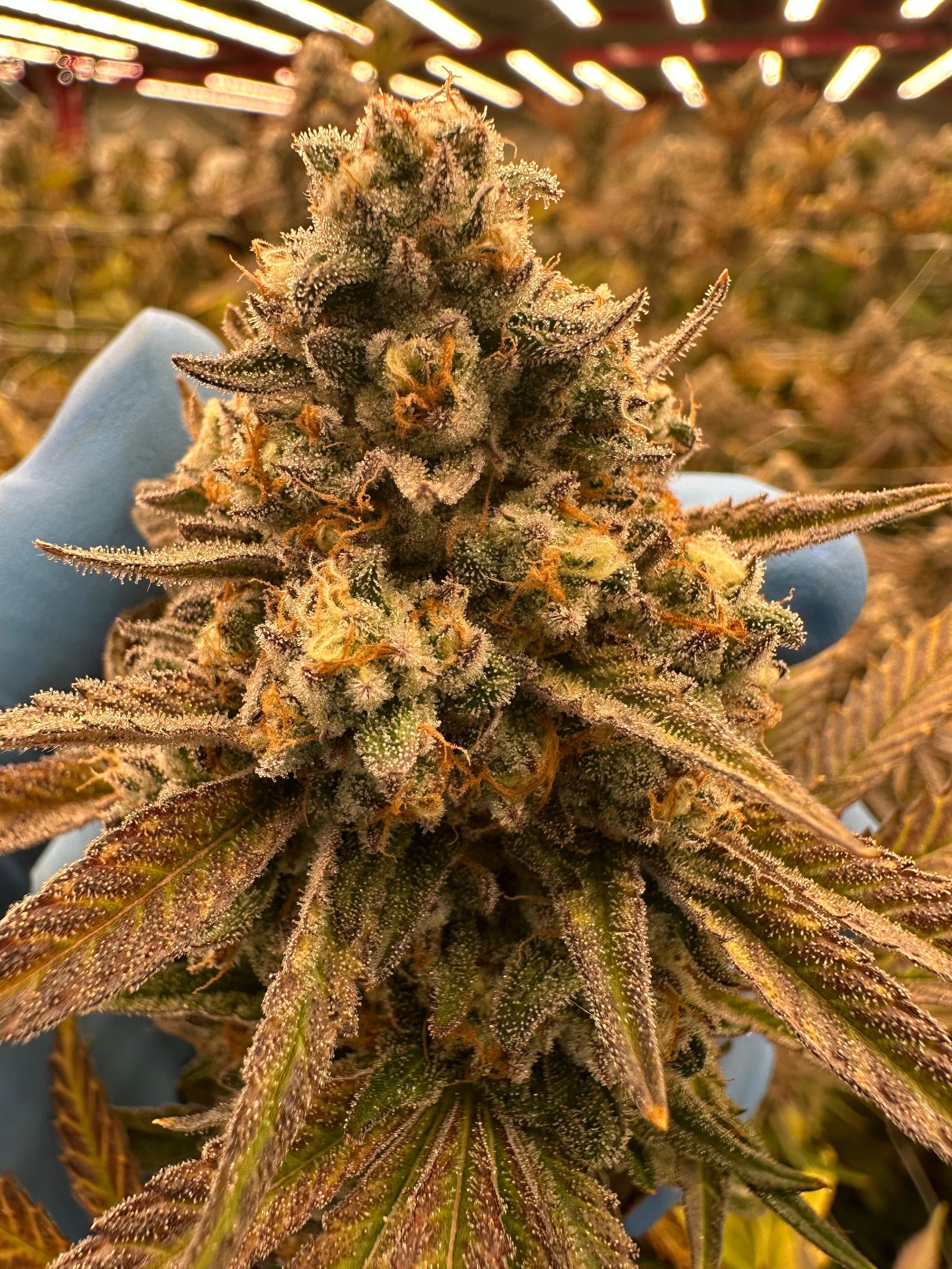 Bud Image 3